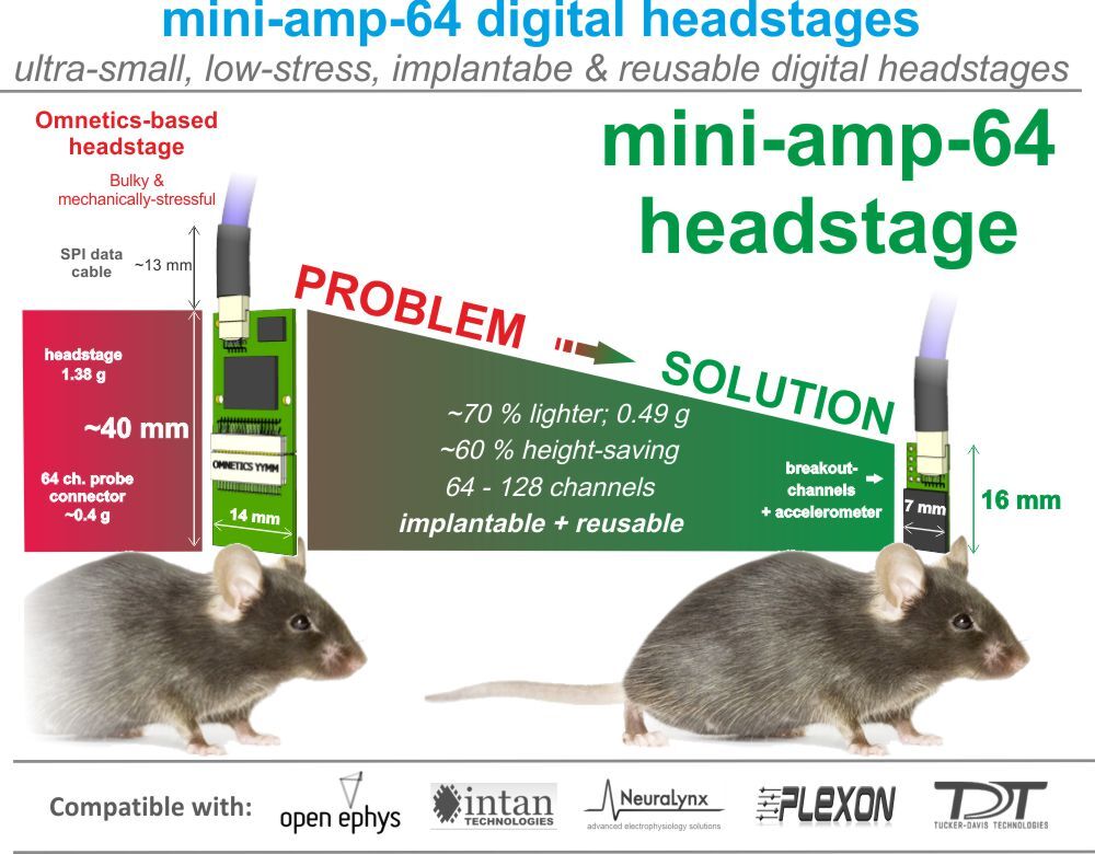 Cambridge NeuroTech mini-amp-64 digital headstages for electrophysiology in mice and rats