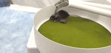 MouseWalk in action...