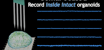 Push-button high-resolution electrophysiology inside organoids