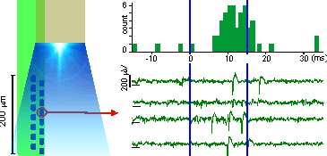 Optogenetic photo-tagging of striatal medium spiny neurons