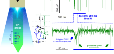 Optogenetic activation of pre-synaptic cerebellar cortical inputs