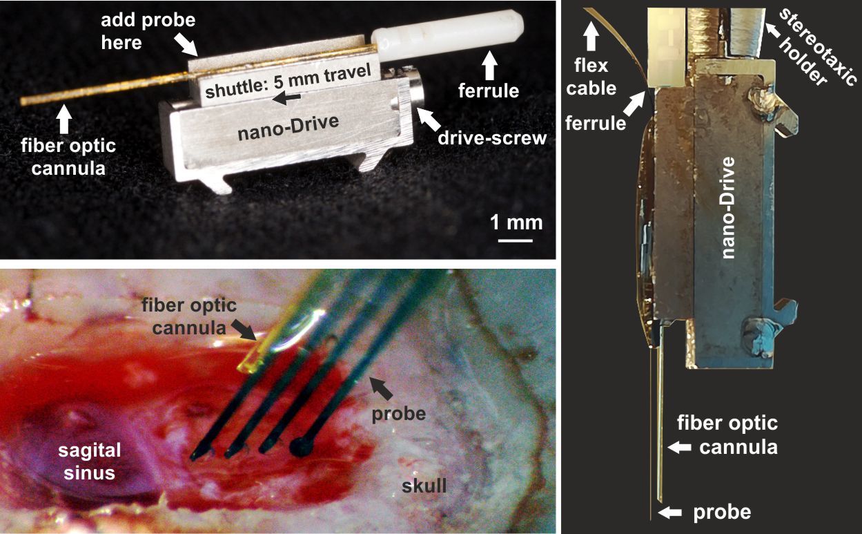 chronic-optrodes.jpg#asset:1430
